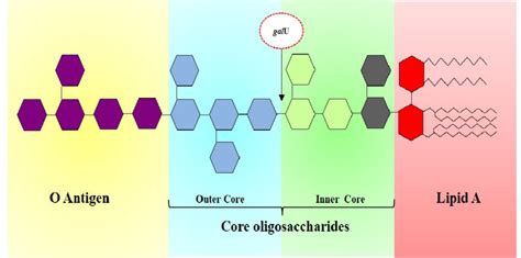 Structure and biosynthesis of LPS in E. coli K-12 MG1655. E. coli K-12 ...