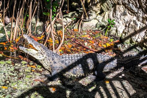 Mexican Crocodile #crocodile #xcaret #park #mexico #holidays #vacation #things to do #national ...