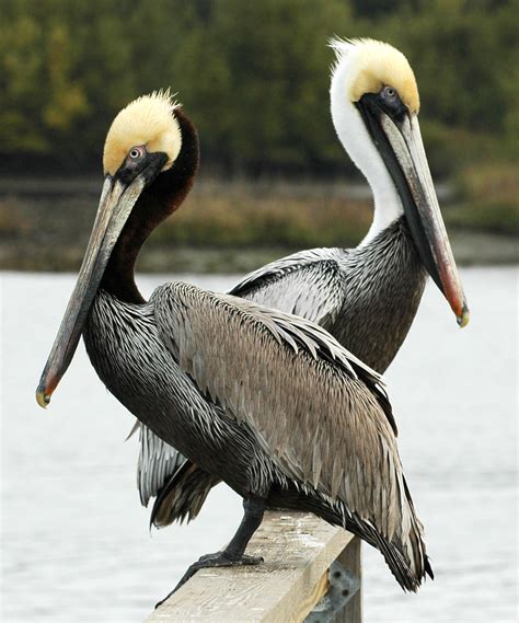 Brown Pelican | Friends of the Migratory Bird/Duck Stamp