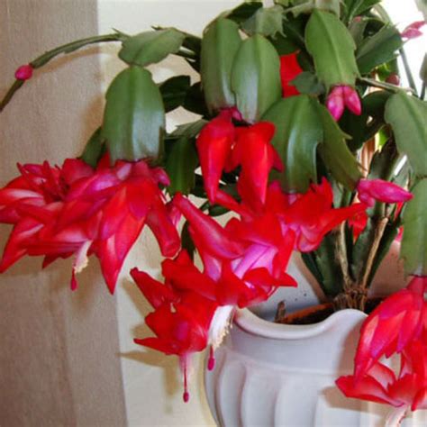 Christmas Cactus Care | Canada Blooms