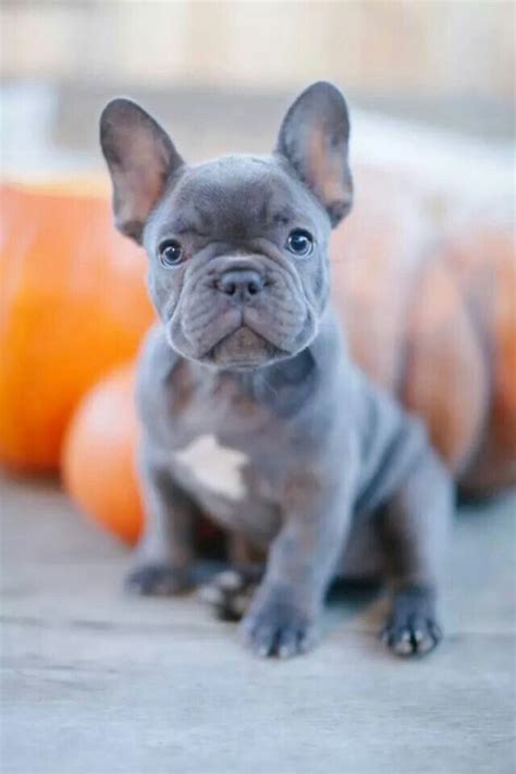 Blue Brindle French Bulldogs available for SALE at Fowers Frenchies on ...