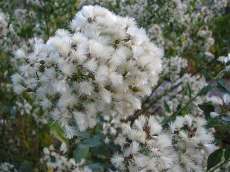 Baccharis halimifolia (Consumptionweed, Consumption-Weed, Coyote Bush, Eastern Baccharis ...