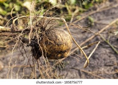 525 Potato famine Images, Stock Photos & Vectors | Shutterstock