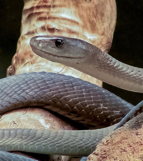 Found a big fella today on the trail. He was very polite. : r/snakes