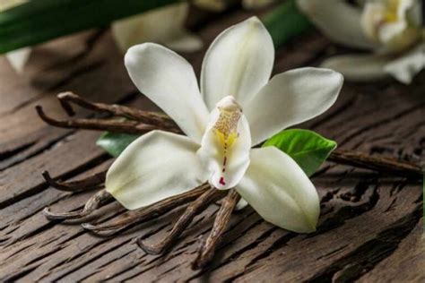 Vanilla Orchid Care Guide