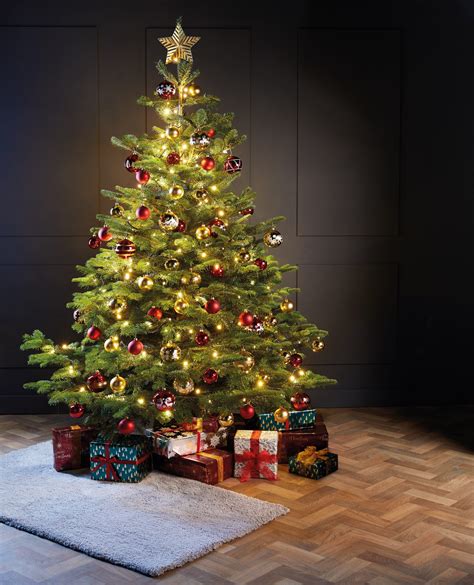 Aldi’s Scottish-grown Nordman Fir Christmas trees are back – The NEN ...