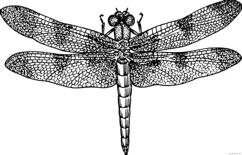 Dragonfly clipart black and white, Dragonfly black and white ...