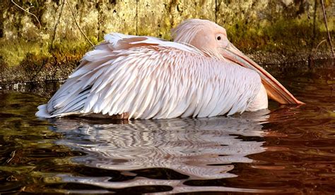 Pelican Bird Beak - Free photo on Pixabay - Pixabay