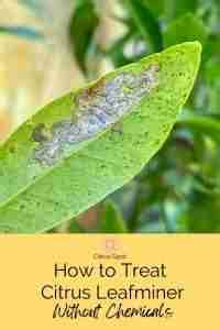 How to Treat Citrus Leafminer Without Chemicals - Citrus Spot