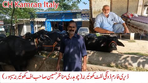 Khuiratta Kotli Mirpur | Dairy farm dongi lift kotli azad kashmir | animal farm dongi kotli ...