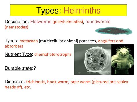 PPT - Types of mounting of specimens to a slide PowerPoint Presentation - ID:1603939