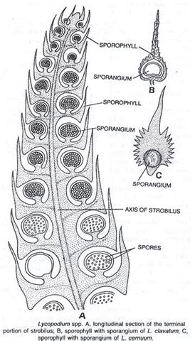 Lycopodium strobilus Structure | Plant Science 4 U