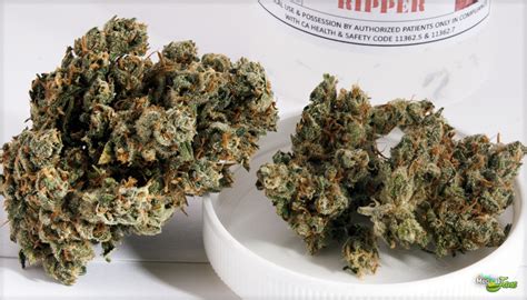 Jack The Ripper Marijuana Strain (Review)