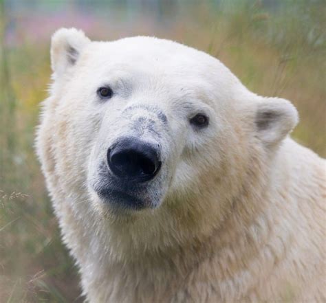 Ontario is home to the largest polar bear habitat in the world