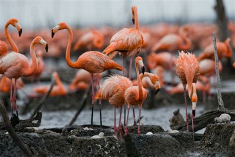 Do Flamingos Migrate? [Everything You Need to Know] - Birdwatching Buzz