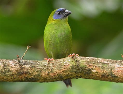 BLUE-FACED PARROT FINCH | Erythrura trichroa | RF CA | Flickr