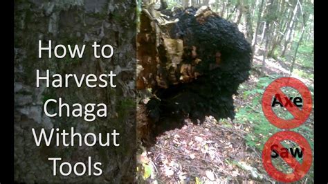 How to Harvest Chaga Without Tools - YouTube