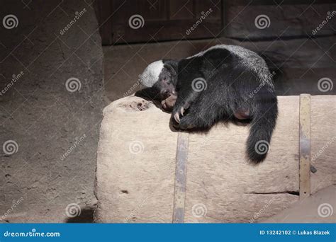 Honey Badger Stock Photography - Image: 13242102