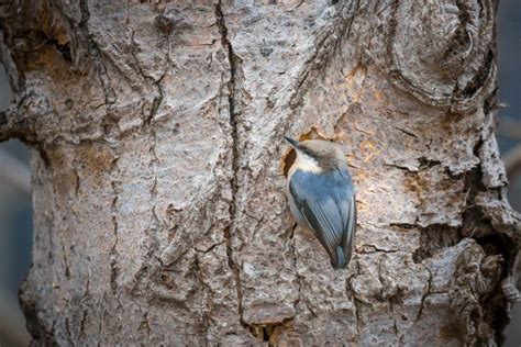 Pygmy Nuthatch: Field Guide, Pictures, Habitat & Info - Optics Mag