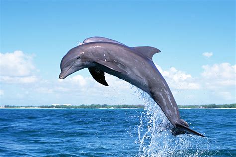 Flying Dolphin Philippines