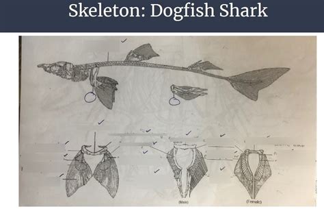 dogfish shark skeleton, bullfrog skeleton, fetal pig skeleton, fetal pig brain, Dogfish shark ...