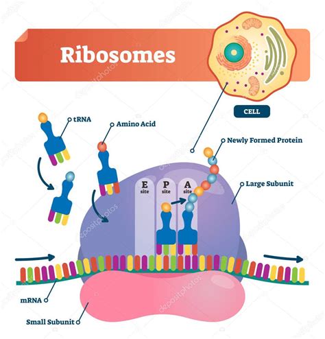 Ilustración vectorial de ribosomas. Esquema anatómico y médico etiquetado con ARNt, aminoácido ...