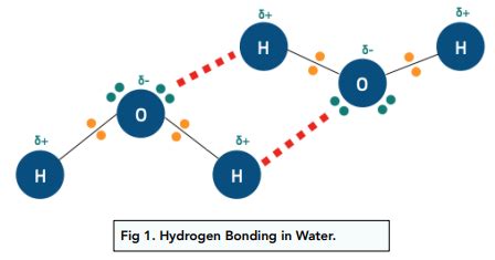 Bonding - Hydrogen Bonding in Water (A-Level Chemistry) - Study Mind