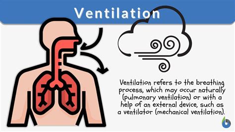 Ventilation Definition and Examples - Biology Online Dictionary