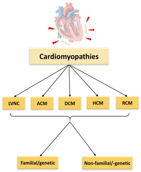 IJMS | Free Full-Text | Genetic Restrictive Cardiomyopathy: Causes and ...