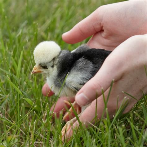 Chick Starter Feed: What to Feed Baby Chicks | Purina Animal Nutrition| Purina Animal Nutrition