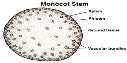 Herbaceous monocot stem labeled