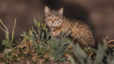 Meet the WILD cats who live in Russian forests and steppes (PHOTOS) - Russia Beyond