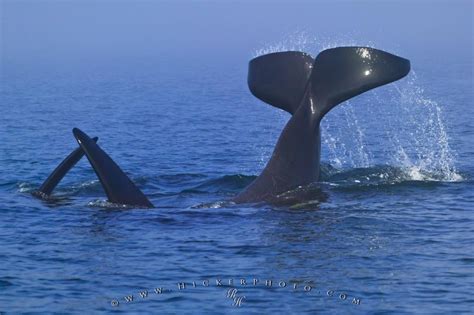 Playing Orca Killer Whale Tail | Photo, Information