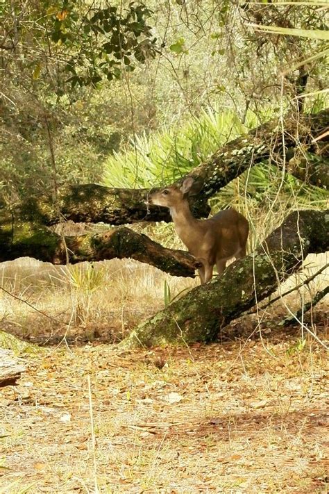 Pin by Bonnie Williams on Lake Kissimmee State Park | State parks, Lake, Kissimmee