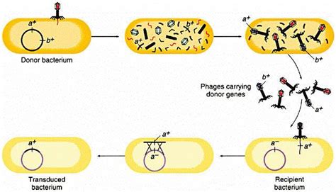 Straining Forward: AP bio: Bacterial Transformation and Transduction