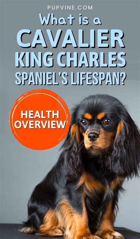 Cavalier king charles spaniel lifespan health issues – Artofit