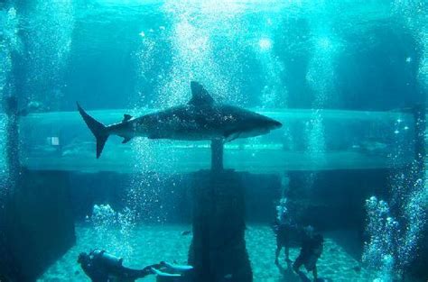 Water slide tunnel through shark tank - Picture of Aquaventure Water ...