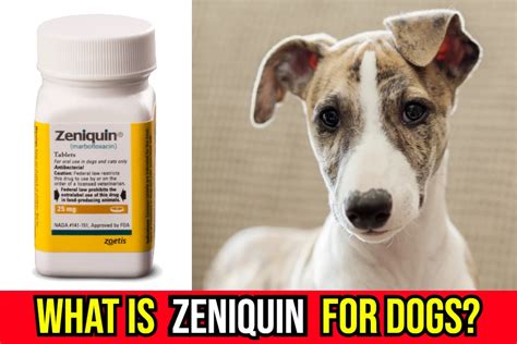 Zeniquin (Marbofloxacin) For Treating Ear Infection In Dogs