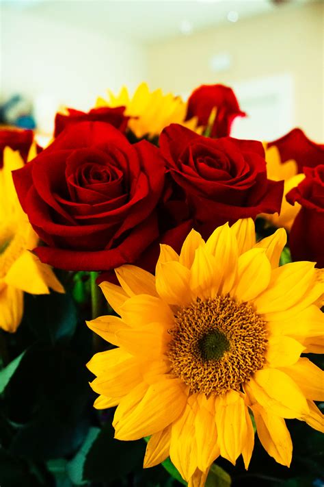 Roses & Sunflowers | Sunflowers and roses, Sunflower pictures ...