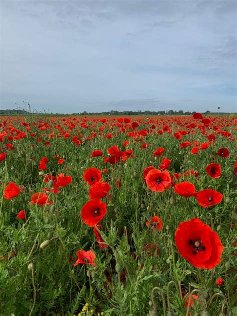 Poppy fields>> | Flower backgrounds, Poppy flower, Flower field