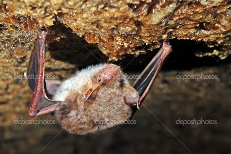 Bat in their natural habitat — Stock Photo © kyslynskyy #49211853