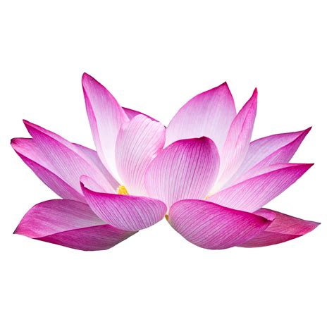 Beautiful Lotus Flower PNG Transparent 12996187 PNG