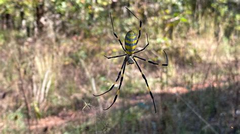 Invasive Joro Spiders Continue to Spread