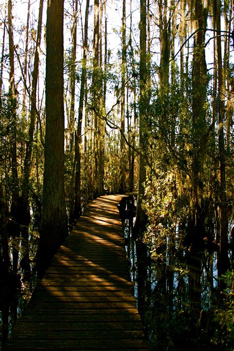 My Real Home. The Swamp. | Wetland, Swamp, Landscape