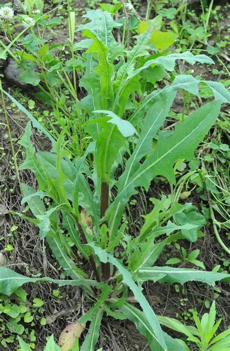 Wild Lettuce, Bitter Lettuce Plant Care & Growing Basics: Water, Light ...