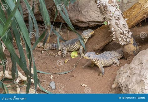 Giant girdled lizards stock photo. Image of ground, girdled - 164750012