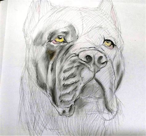 cane corso by artecanino on DeviantArt