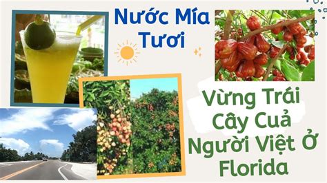 Vườn Trái Cây Người Việt Ở Florida | Nước Mía Tươi Ở Mỹ | #La Vang ...