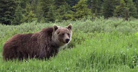 Bear Spotting In Banff National Park (VIDEO) | HuffPost Alberta