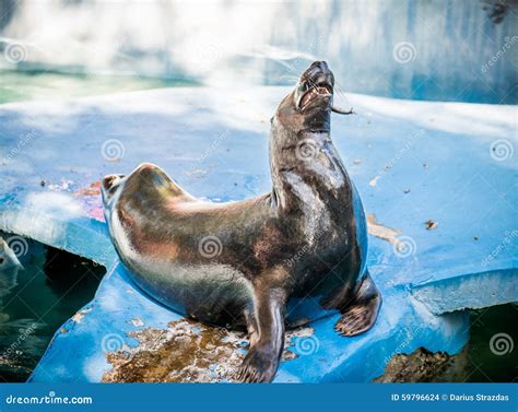 Sea Lion Feeding Stock Photo - Image: 59796624